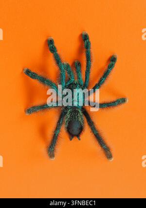 Un portrait détaillé en vue de dessus d'une tarentule poilue montrant ses marques distinctives du carapace rouge-orange et ses longues pattes sur un fond uni Banque D'Images