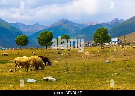 Un troupeau de moutons broute sur une colline herbeuse dans une zone rurale. Plusieurs arbres et de petits bâtiments sont visibles au premier plan, avec des montagnes escarpées dans t Banque D'Images