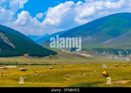 Plan large capturant un paysage pastoral mettant en scène des collines verdoyantes ondulantes et des montagnes. Plusieurs moutons paissent dans le premier plan herbeux, tandis qu'un chemin de terre sinueux Banque D'Images