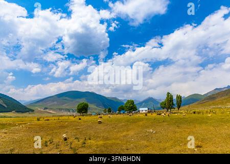 Plan large d'un troupeau de moutons paissant sur une plaine herbeuse dans un paysage rural. Plusieurs bâtiments et arbres épars sont visibles, avec des collines ondulantes un Banque D'Images