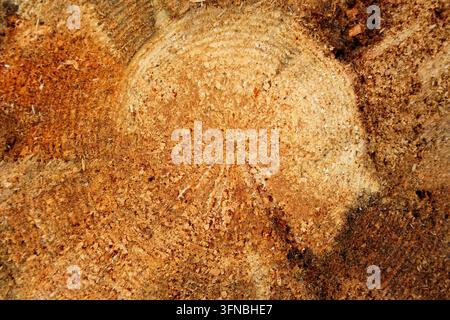 Grande pièce circulaire de section de bois ancien avec motif de texture d'anneaux d'arbre et fissures. Surface organique détaillée issue de la nature Banque D'Images