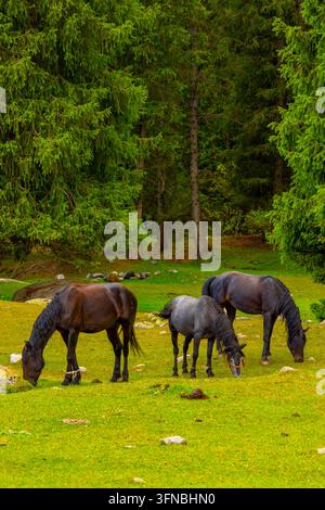 Trois chevaux domestiques broutent dans un champ herbeux et vert devant une forêt dense et à feuillage persistant. Les chevaux, un gris et deux brun foncé, mangent de l'herbe w Banque D'Images