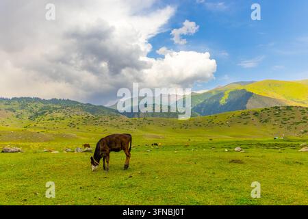 Une prairie verte vibrante présente plusieurs bovins et chevaux en train de brouter paisiblement. Une vache brun foncé est bien visible au premier plan, tandis que des montagnes en couches et Banque D'Images