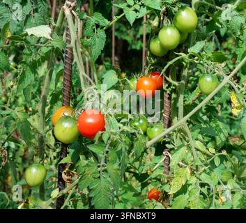 Le mûrissement des tomates sur la vigne Banque D'Images