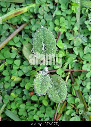 Feuilles vertes poilues d'une plante sauvage couvertes de gouttes d'eau étincelantes, photographie macro en vue de dessus avec un fond de couvre-sol en trèfle luxuriant Banque D'Images