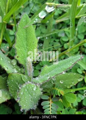 Plante sauvage verte fraîche aux feuilles poilues couvertes de gouttes de rosée matinale étincelantes, photographie macro détaillée de la nature dans un fond de jardin luxuriant Banque D'Images