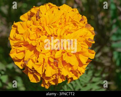 texture détaillée et froissée d'une fleur de souci orange vif en pleine floraison dans une ferme traditionnelle à Santa Helena, Medellin, Colombie. Banque D'Images
