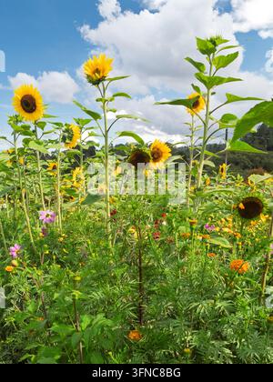 Une vue large et vibrante d'un champ dense de grands tournesols et de soucis orange poussant ensemble sous un ciel bleu éclatant parsemé de nuages. Banque D'Images