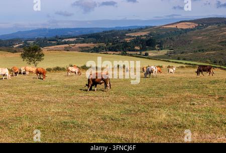 Les vaches paissent paisiblement dans un champ rural baigné de soleil avec des collines ondulantes et des éoliennes au loin, capturant le paysage pastoral le long du Camino Primitivo Banque D'Images