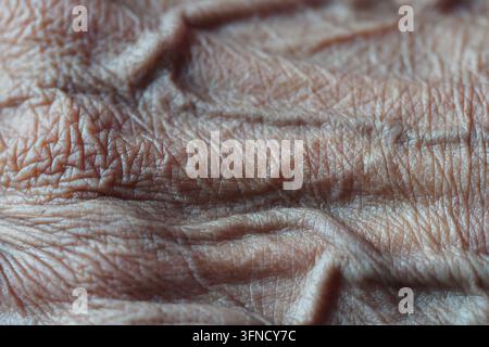 Vue rapprochée d'une surface cutanée ridée montrant des lignes fines et une texture Banque D'Images
