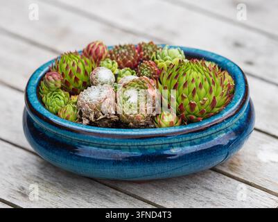 Petites rosettes succulentes décoratives de joubarbes robustes, cultivars de Sempervivum, dans un pot bonsaï comme décoration de table Banque D'Images