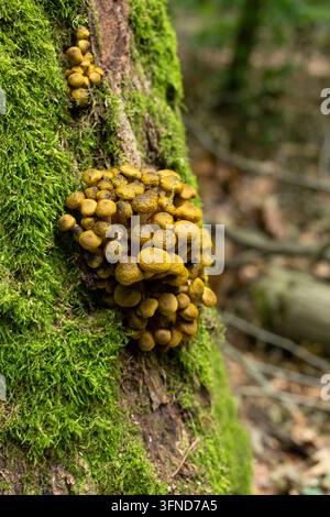 amas de champignons sauvages poussant sur un tronc d'arbre moussu Banque D'Images