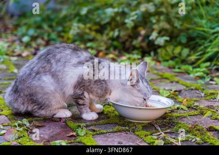 Chat gris affamé mangeant de la nourriture dans une assiette dans la cour, gros plan Banque D'Images