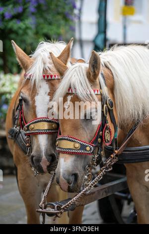Deux chevaux bruns pour des excursions à cheval en ville dans la rue en Autriche, gros plan Banque D'Images