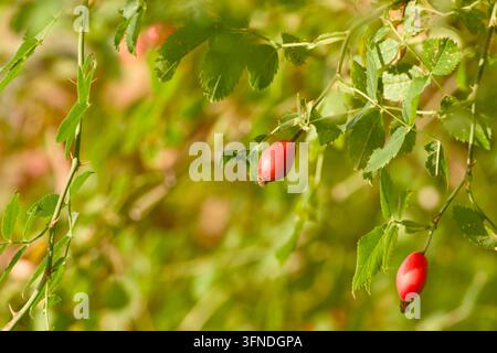 Ronce rouge vif suspendue aux tiges feuillues de rose sauvage, illuminée par une lumière chaude sur un fond vert doucement flou. Banque D'Images