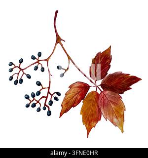 Raisins sauvages Aquarelle rouge automnale. Objets Banque D'Images