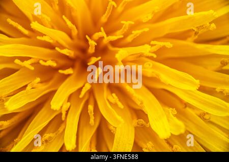 Vue macro extrême par le dessus d'une tête de fleur de pissenlit jaune vif montrant des stigmates recourbés détaillés et des fleurettes en pétales. Banque D'Images