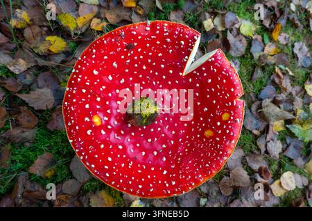 Vue de dessus d'un champignon des mouches, sur le chapeau une feuille de bouleau aux couleurs automnales Banque D'Images