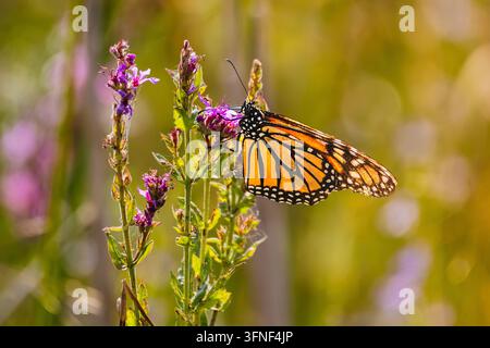 Un magnifique papillon adulte Monarque (Danaus plexippus) posé sur une plante de lysimaque pourpre (Lythrum salicaria) en fleur pour boire du nectar. Photographe Banque D'Images
