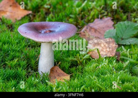 Laitier bleuté (Russula caerulea), champignon comestible sur un sol forestier couvert de mousse dans une forêt de conifères en automne Banque D'Images