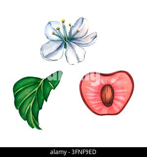 Set de cerises. Illustration botanique aquarellée de cerises rouges mûres avec des tiges vertes, une délicate fleur de cerisier blanche et une feuille verte isolée sur Banque D'Images