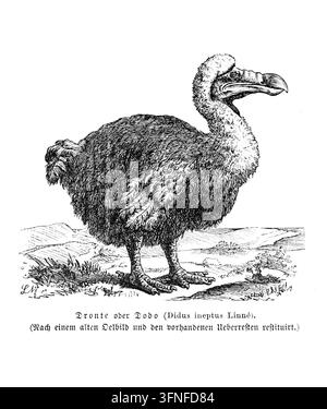 Oiseau Dodo (Didus ineptus) reconstitution scientifique de l'oiseau volant éteint de Maurice. Gravure du XIXe siècle. Banque D'Images