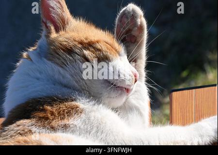 Photographie macro stock montrant un adorable chat roux et blanc se toilettant, léchant sa patte levée avec la langue sortie sous la lumière naturelle du soleil. Banque D'Images