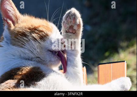 Photographie macro stock montrant un adorable chat roux et blanc se toilettant, léchant sa patte levée avec la langue sortie sous la lumière naturelle du soleil. Banque D'Images