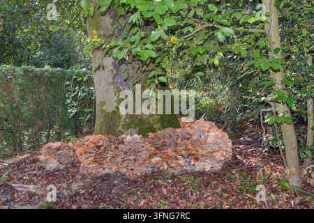 Un anneau de polypores géants (Meripilus giganteus) pousse autour d’un tronc d’arbre, Allemagne Banque D'Images