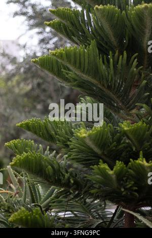 Tunisie, Manouba 21 06 2019 : Photo en gros plan vertical mettant l'accent sur les feuilles en forme d'aiguille et les épis d'une branche de pin de l'île Norfolk sur un fond flou b Banque D'Images