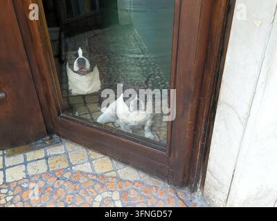 Deux adorables bulldogs français regardant par une porte vitrée d'un bâtiment historique au centre-ville de Mantova, en Italie. Banque D'Images