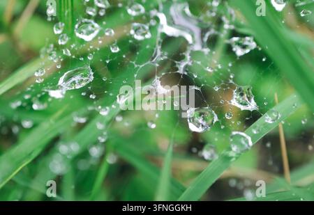 Prise de macro d' gouttelettes d'eau étincelantes sur une structure complexe de toile d'araignée dans une forêt luxuriante Banque D'Images