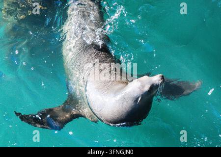 SANTA CRUZ, ÉTATS-UNIS - 20 JUIN 2026 : Un lion de mer nage dans les eaux claires et bleues de l'océan autour du quai municipal de Santa Cruz, en Californie, États-Unis. Banque D'Images