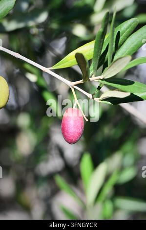 Photographie de stock macro détaillée verticale montrant une olive rose-violet mûrissant sur une branche avec des feuilles vertes à l'extérieur sous la lumière naturelle du jour Banque D'Images