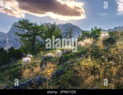 Troupeau de moutons paissant sur un pâturage en pente montagneuse en Slovénie Banque D'Images