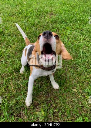 Beagle tricolore portant un collier en cuir aboyant vers l'appareil avec la gueule grande ouverte sur de l'herbe verte Banque D'Images