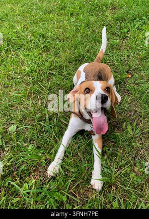 Beagle tricolore portant un collier en cuir, couché sur de l'herbe verte avec la langue sortie, regardant vers l'appareil photo Banque D'Images
