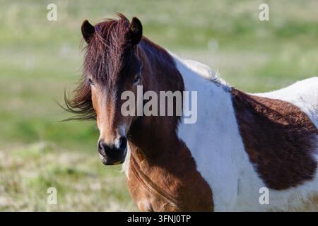 Vue rapprochée d'un cheval islandais pinto brun et blanc debout dans un pâturage vert ensoleillé en Islande, avec un fond de champ doux et flou. Banque D'Images