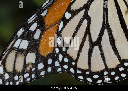 Monarch, Danaus plexippus, détail ailes Banque D'Images