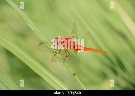 Grossissement d'une libellule rouge reposant sur une feuille verte, avec des ailes translucides veinées et un fond flou doux. Une lumière chaude met en valeur l'insecte Banque D'Images