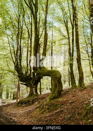 Ancien arbre couvert de mousse avec un tronc torsadé et des racines exposées se dresse parmi de grands arbres feuillus dans une forêt baignée de soleil, créant une scène naturelle sereine ri Banque D'Images