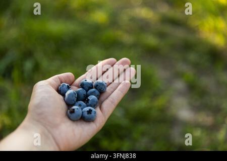 Gros plan d'une main tenant des myrtilles fraîchement cueillies en plein air, mettant en valeur une récolte de baies de saison, des produits naturels, une alimentation saine et des fruits d'été Banque D'Images