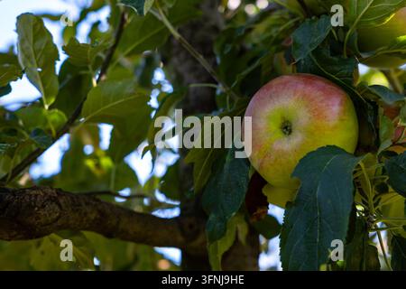 gros plan horizontal d'une pomme rouge mûre suspendue à une branche parmi un feuillage vert dense dans un verger biologique de fruits lors d'une journée automnale ensoleillée Banque D'Images