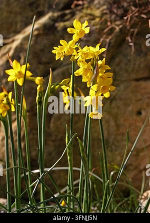 Un Narcisse Jonquille rare, Narcissus fernandesii, Amaryllidaceae. Portugal, Espagne. Narcissus fernandesii, jonquilles à feuilles vertes. Banque D'Images
