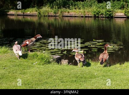 Famille d’oisons d’Égypte, Alopochen aegyptiacus, Anatidae. Grand Union Canal, Watford, Hertfordshire, Royaume-Uni. Banque D'Images