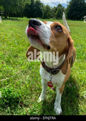 Beagle tricolore portant un collier en cuir marron se lèche le nez et regarde vers le haut alors qu'il se tient sur une pelouse verte ensoleillée dans un parc. Banque D'Images