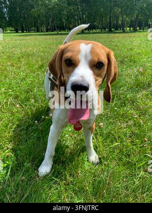Beagle tricolore avec un collier et une étiquette rouge se tient sur l'herbe verte avec la langue tirée dans un parc ensoleillé en été. Banque D'Images