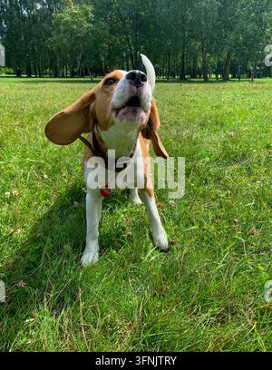 Chien Beagle portant un collier en cuir aboyant avec ses oreilles au vent sur de l'herbe verte dans un parc ensoleillé en été. Banque D'Images