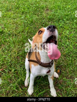 Beagle tricolore portant un collier en cuir assis sur de l'herbe verte, regardant vers le haut avec la langue pendante Banque D'Images