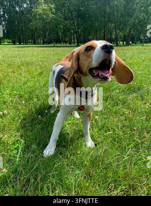 Beagle tricolore portant un collier en cuir se tient sur l'herbe verte, la gueule ouverte, dans un parc ensoleillé en été. Banque D'Images
